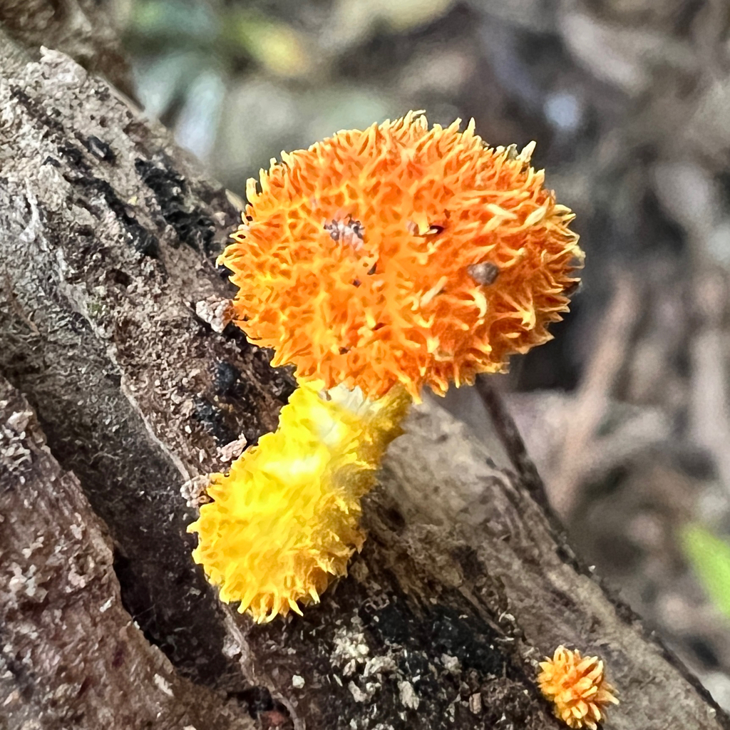 Cyptotrama asprata