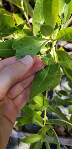 Conocarpus erectus - Leaves