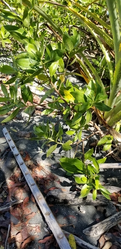 Conocarpus erectus - Leaves
