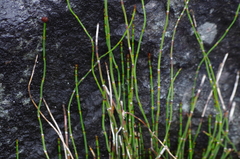 Equisetum bogotense