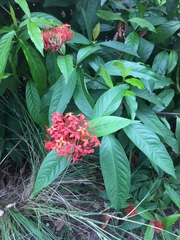 Ixora javanica