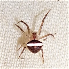 Araneus miniatus