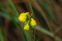 Senecio chionogeton