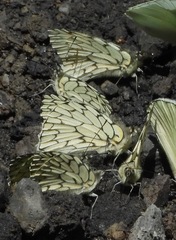 Hesperocharis marchalii
