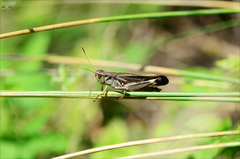 Arcyptera coreana