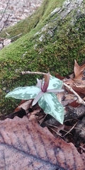 Trillium ludovicianum