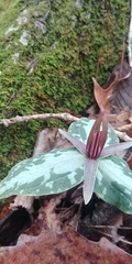 Trillium ludovicianum