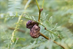 Ravenelia platensis