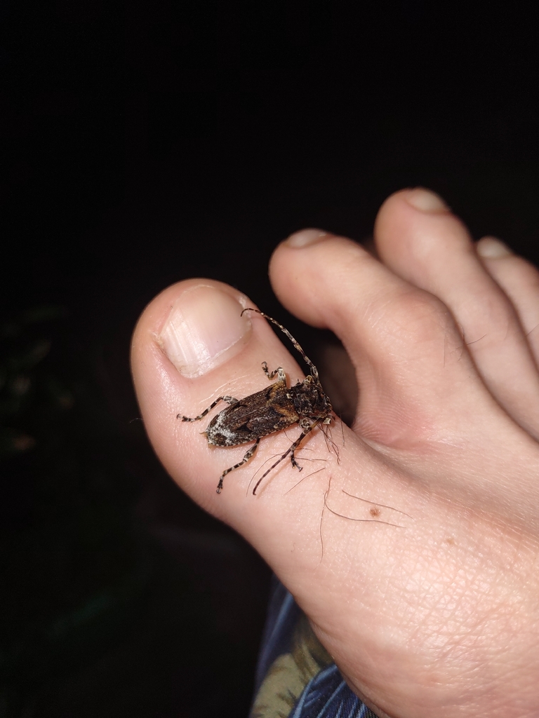 Aegomorphus cylindricus
