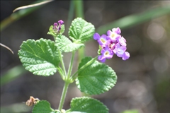 Lantana megapotamica