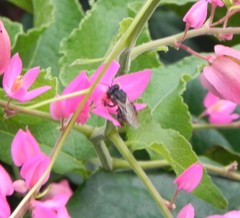 Scaptotrigona postica