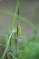 Mecostethus parapleurus