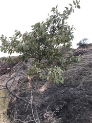 Neopringlea integrifolia