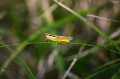 Mecostethus parapleurus