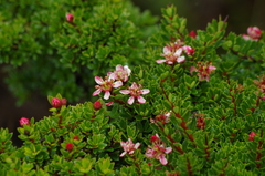 Hesperomeles