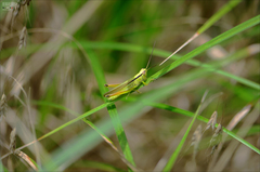 Mecostethus parapleurus