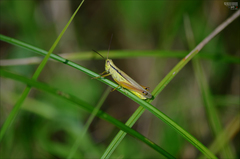 Mecostethus parapleurus