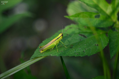Mecostethus parapleurus