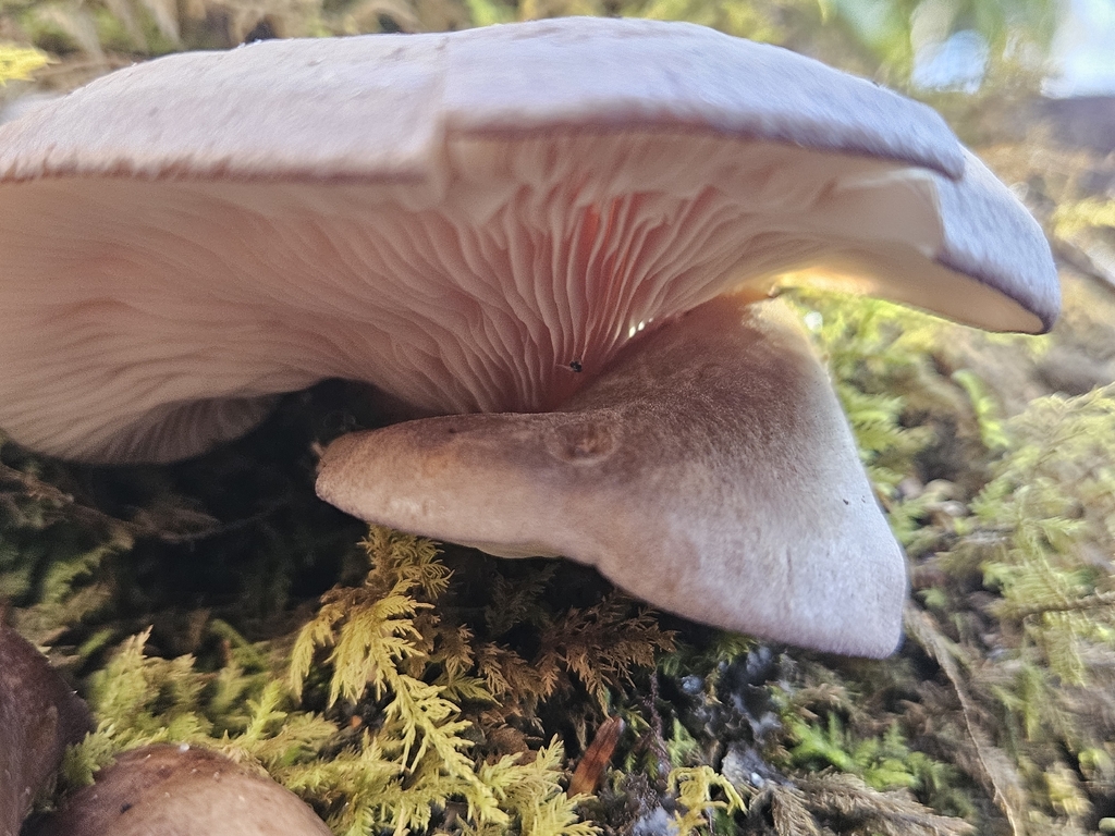 Sarcomyxa serotina · December 2025 · photo: © willingarden (iNaturalist, cc-by)