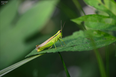 Mecostethus parapleurus