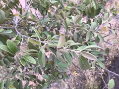 Neopringlea integrifolia