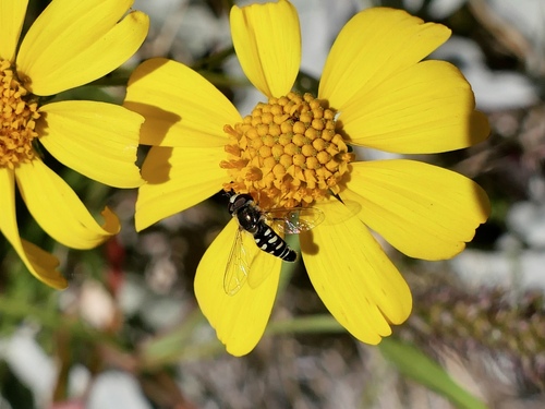 Unknown species found near Tempe, AZ, USA