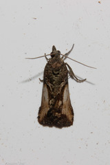 Harmologa scoliastis