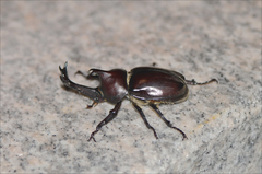 Trypoxylus dichotomus
