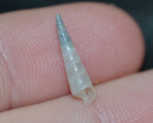 Terebra vinosa, 2025-12-12