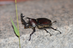 Trypoxylus dichotomus