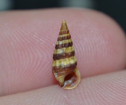 taxonomy_inaturalist image for Batillaria minima