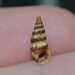 Lampanella minima