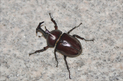 Trypoxylus dichotomus