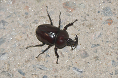 Trypoxylus dichotomus