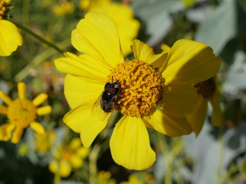 Unknown species found near Tempe, AZ, USA