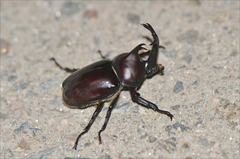 Trypoxylus dichotomus