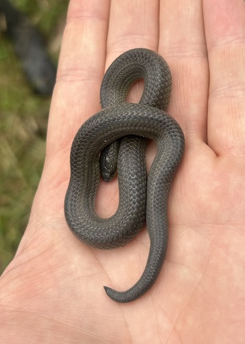 Parker's Ground Snake