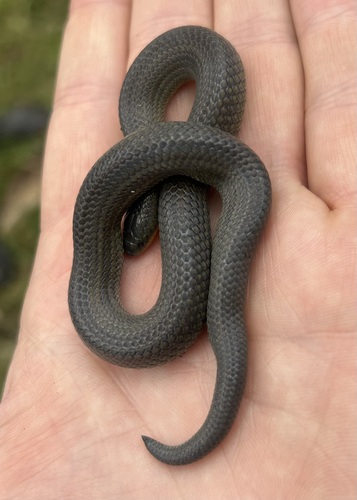 Parker's Ground Snake