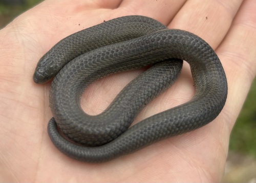 Parker's Ground Snake