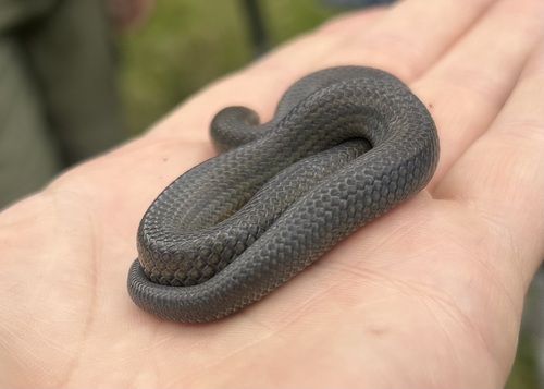 Parker's Ground Snake