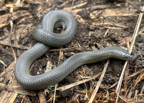 Parker's Ground Snake