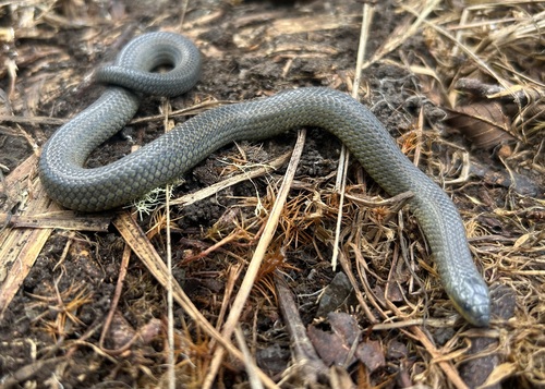 Parker's Ground Snake