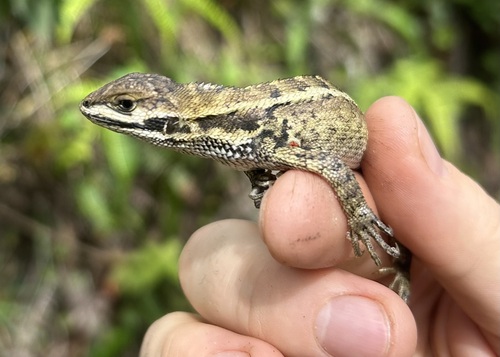 Girard's Whorltail Iguana, Stenocercus ornatus