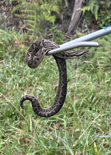 Lojan Lancehead, Bothrocophias lojanus
