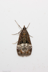 Scoparia minusculalis