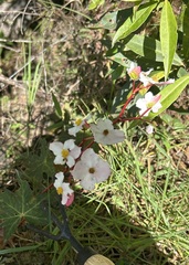 Begonia acerifolia, photograph (c) John G. Phillips, some rights reserved (CC BY)