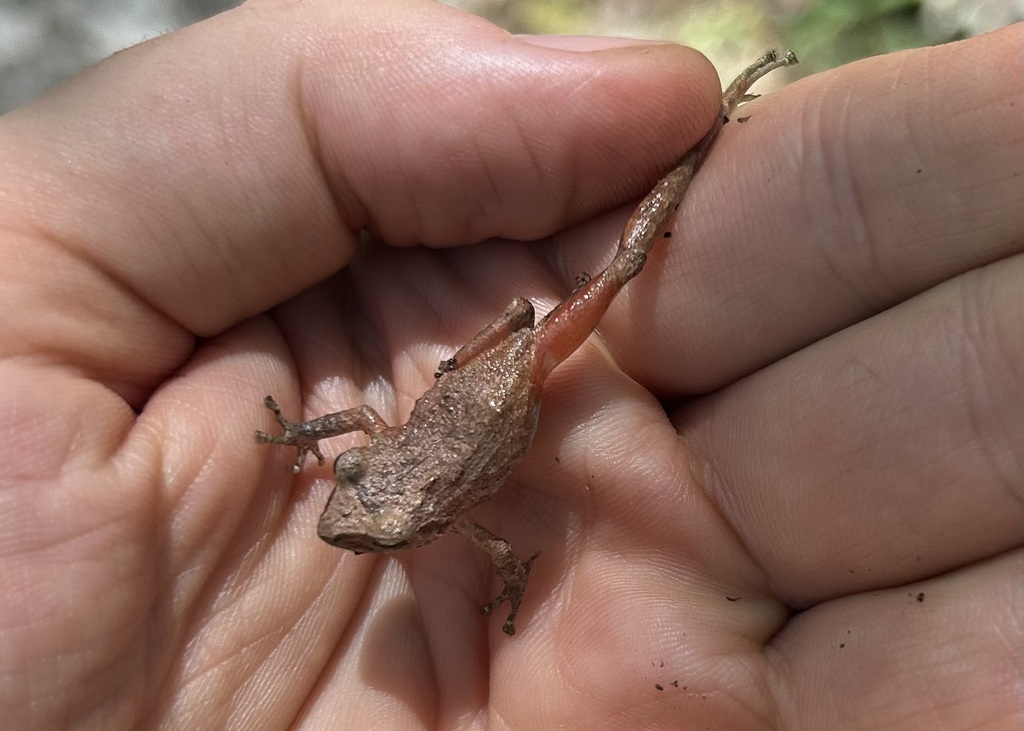 Cajamarca Robber Frog