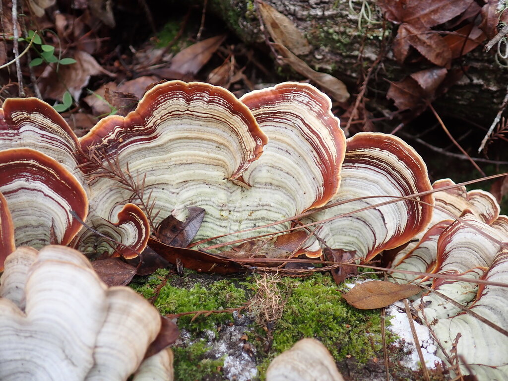 Stereum lobatum · December 2025 · photo: © larry216 (iNaturalist, cc-by)