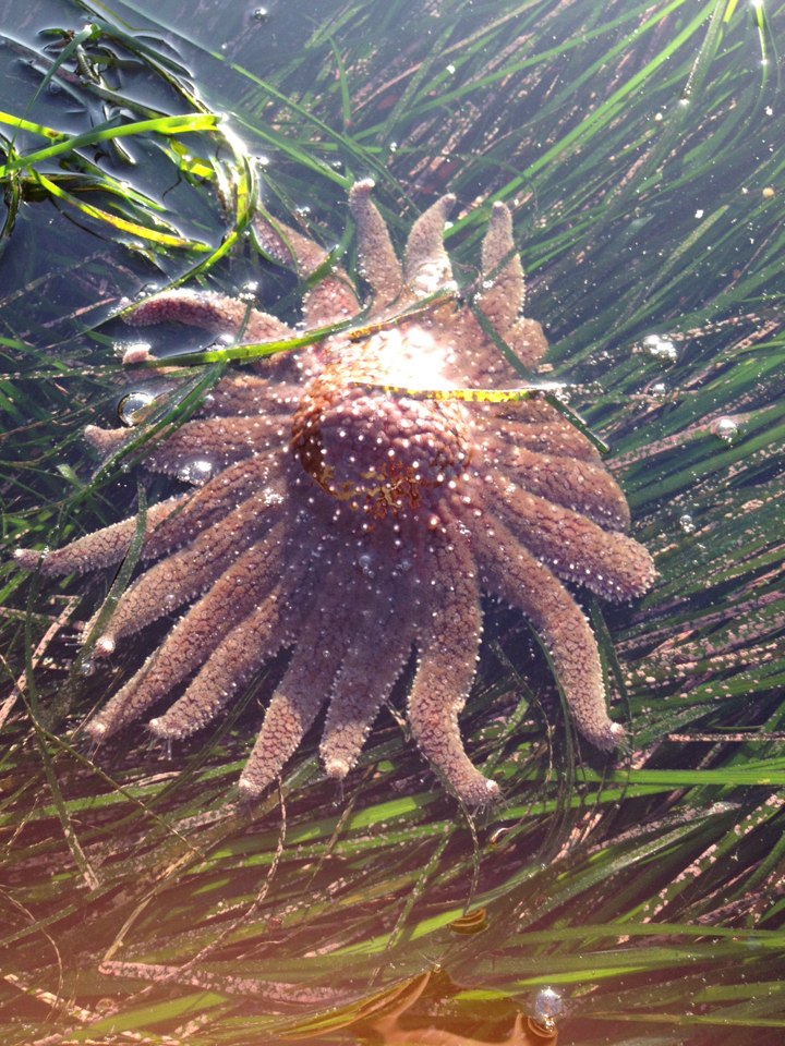 Sunflower sea star - Wikipedia