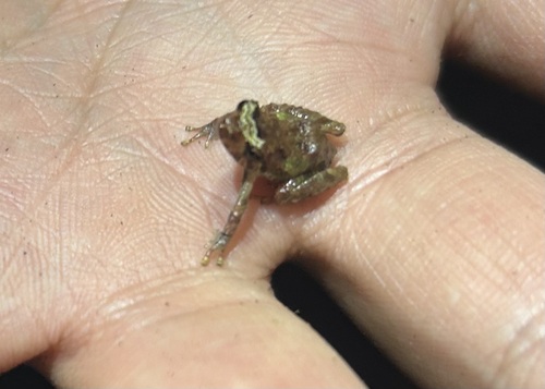 Loja Rainfrog, Pristimantis lojanus